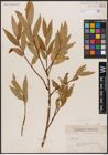 Foto von Salix triandra L.